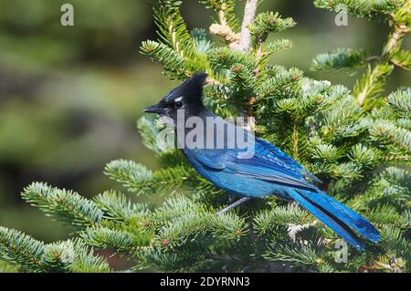 Steller`s Jay (Cyanocitta stelleri) thront in einem immergrünen Baum. Stockfoto